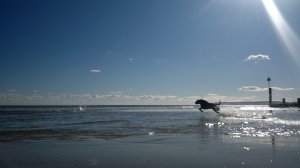 Jet the Dog launches forth ino the waves.